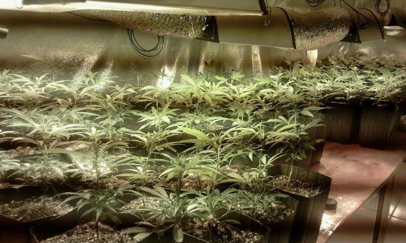 Estufas armazenavam 122 mudas de maconha, em Ibiraquera