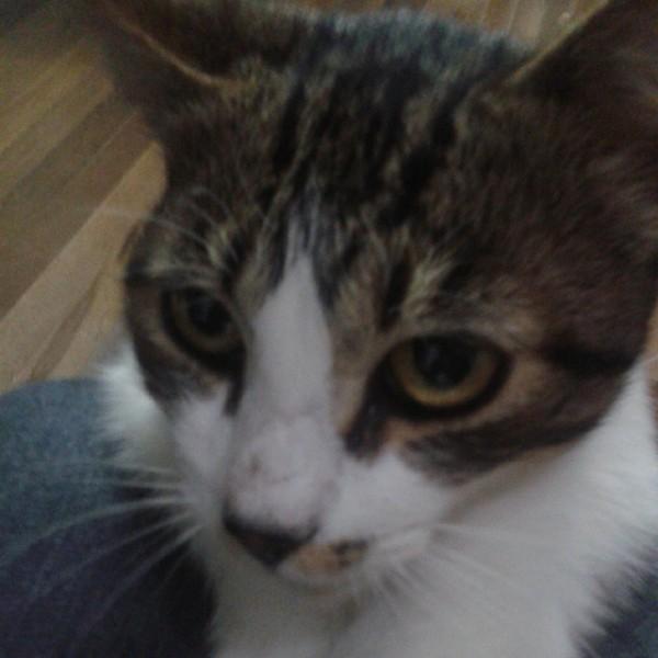 Animal encontrado no bairro Vila Rica