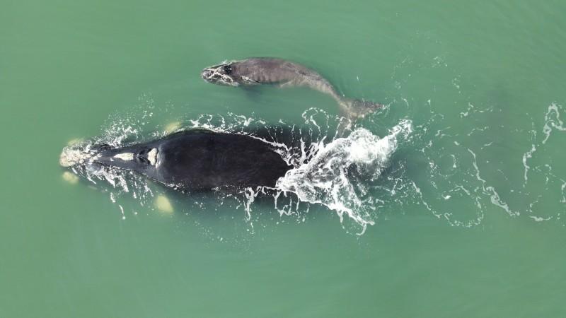 Primeiras baleias-francas são avistadas no litoral de Santa Catarina