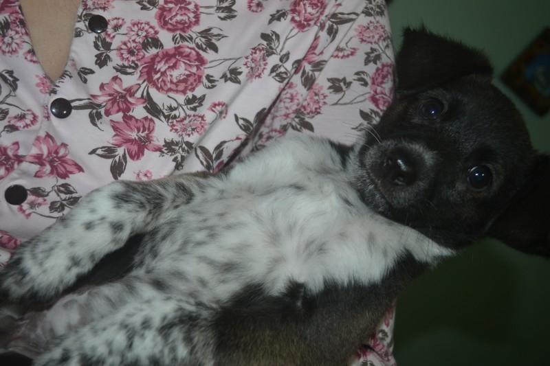 Animal encontrado no bairro Mar Grosso