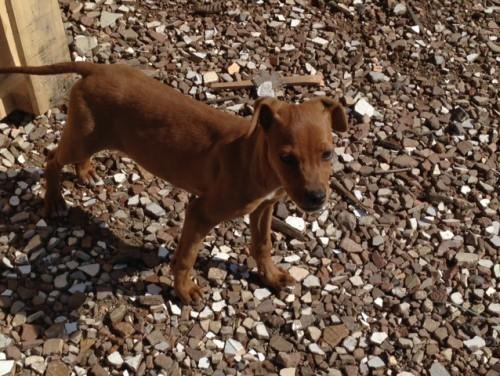 Cachorrinha para adocao