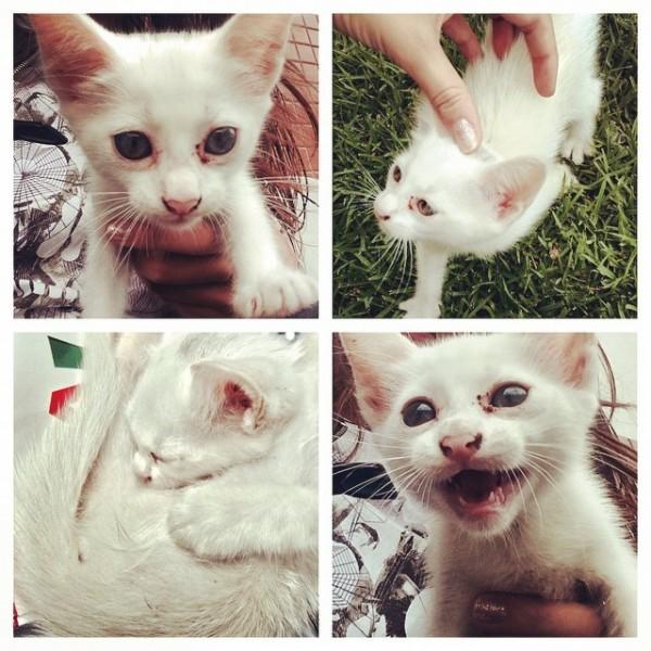 Animal encontrado no bairro Morro Cechinel