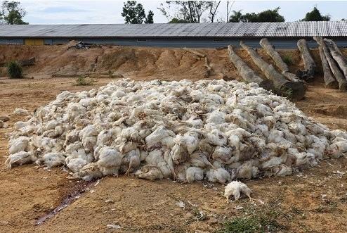 Mais de seis mil frangos morrem sufocados em Lauro Müller