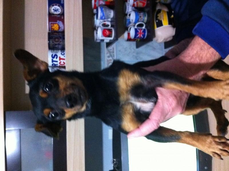 Animal encontrado no bairro São Luiz