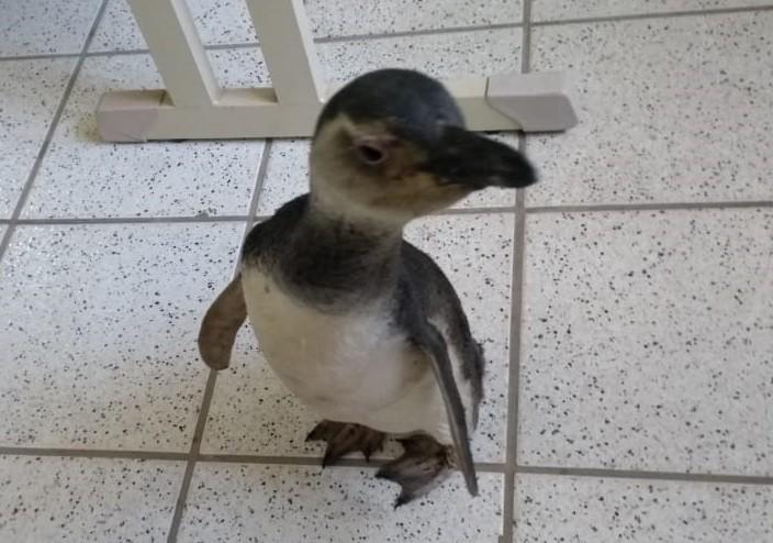 Pinguim é devolvido ao mar, após ser encontrado em Balneário Rincão 