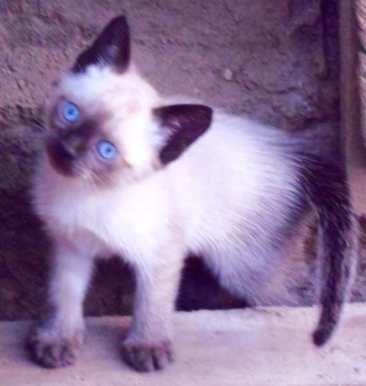 Gatinhos siameses para adoção - Já foram adotados!!!
