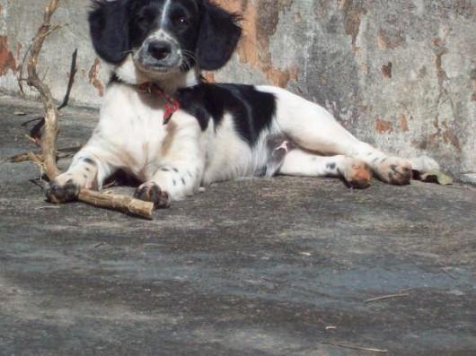 Mantenha seu animalzinho longe das pulgas
