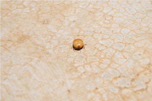 Mais prevenção contra infestações no verão