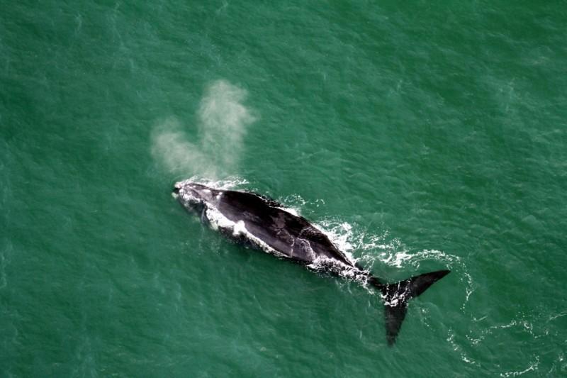 Ecoturismo e observação de baleias é uma das apostas pós pandemia no Sul de SC