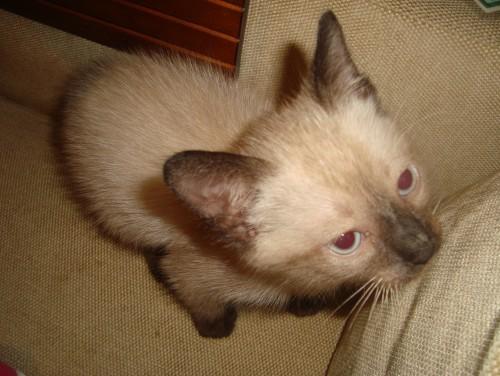 Encontrado Gatinho Siamês