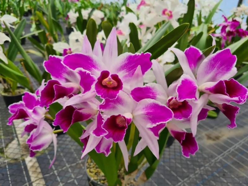 Exposição de Orquídeas de Urussanga acontece em dezembro