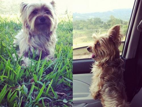 Procura-se Xubas no bairro Centro, Próximo Ao Dingos em Criciúma