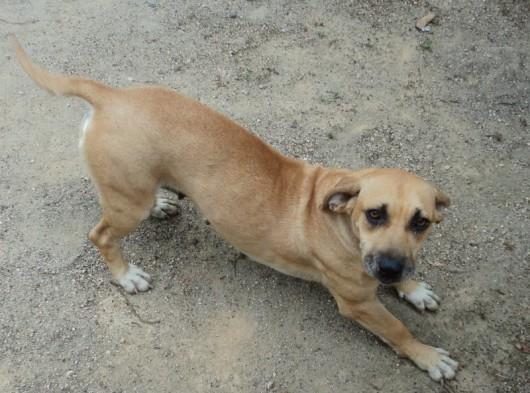 Ajuda para cães em São Ludgero
