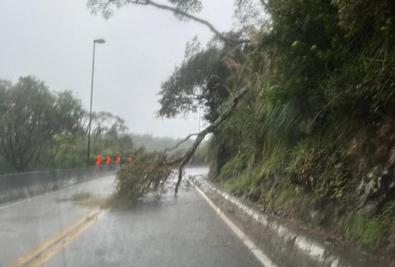 Queda de árvore deixa trânsito em meia pista na Serra do Rio do Rastro
