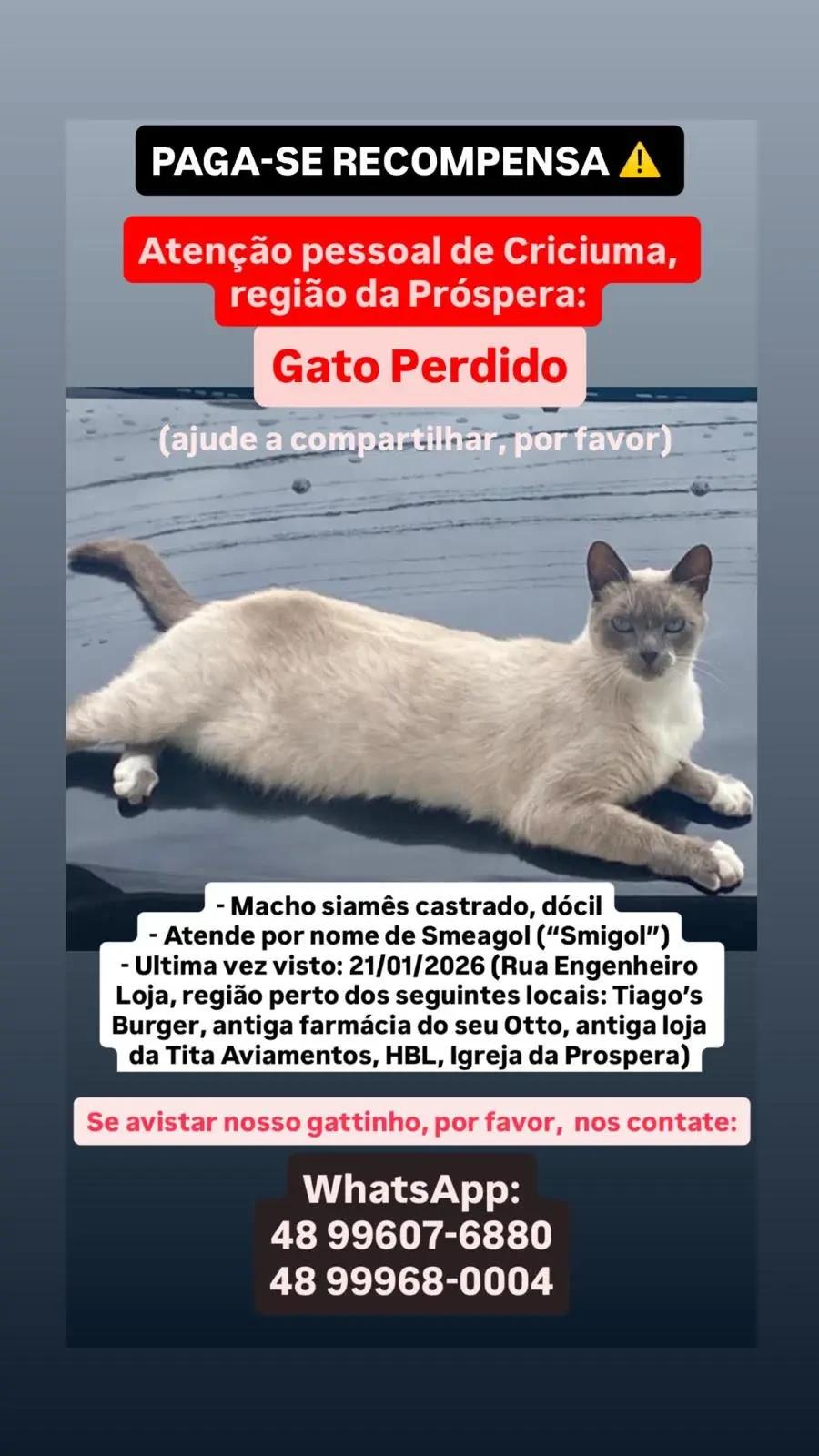 Procura-se Smilgol