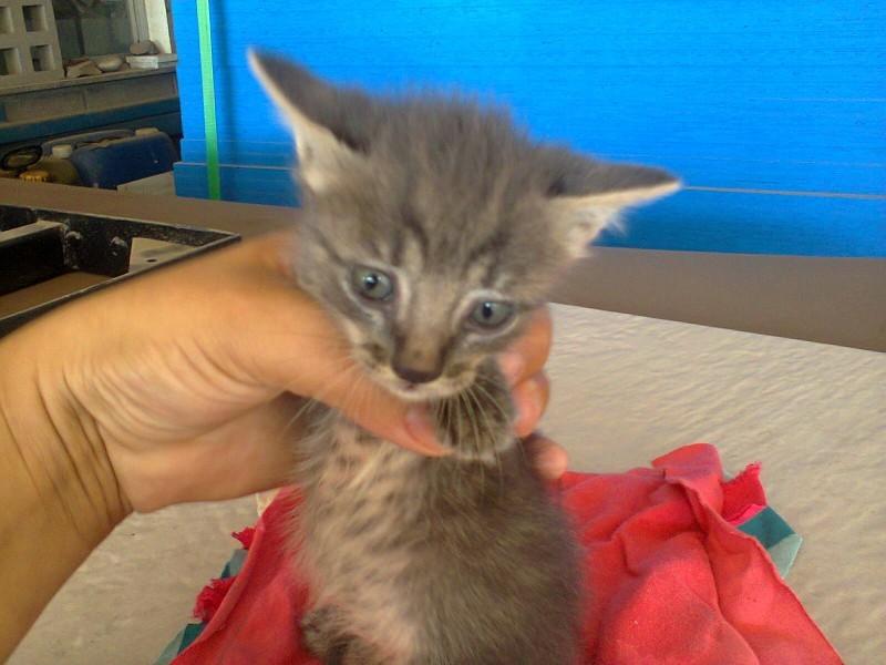 ADOTADO!!!! Procura-se um lar para este gatinho