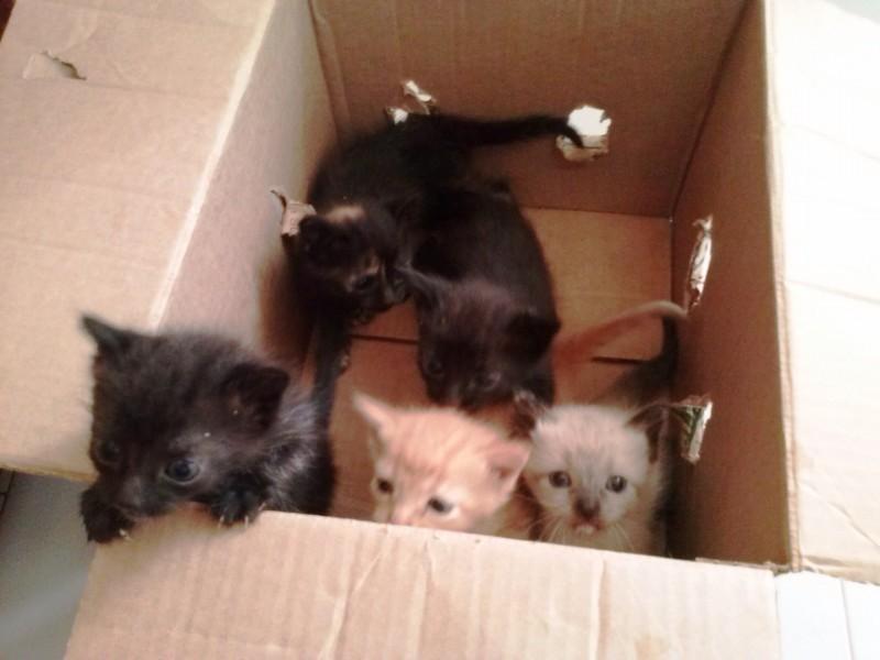 Animal encontrado no bairro Vera Cruz