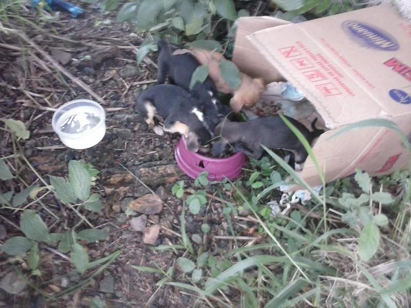 Animal encontrado no bairro Presidente Vargas