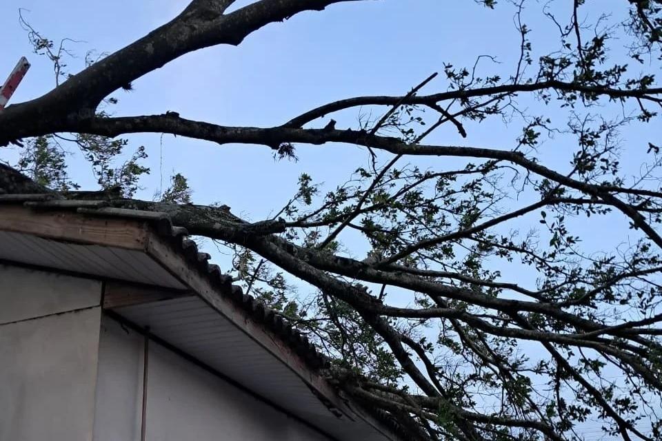 Figueira com cerca dez metros de altura cai sobre casa em Araranguá