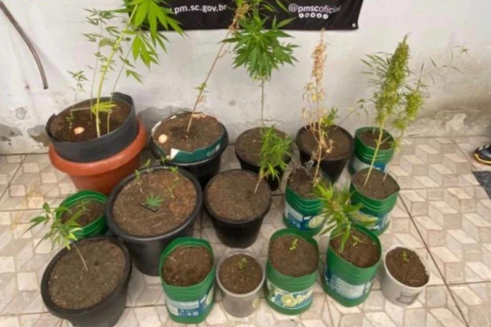 Idoso é preso por fazer 'experimentos' com 25 pés de maconha em casa
