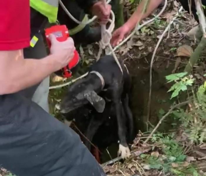 Cachorro é resgatado após cair em poço de dez metros de profundidade 