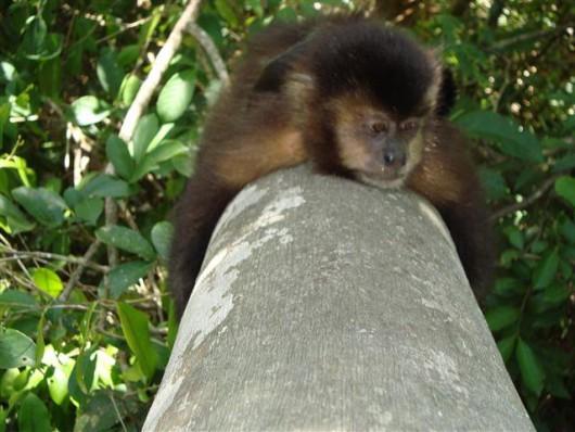 Parque Ecológico de Maracajá vai passar a ser zoológico 