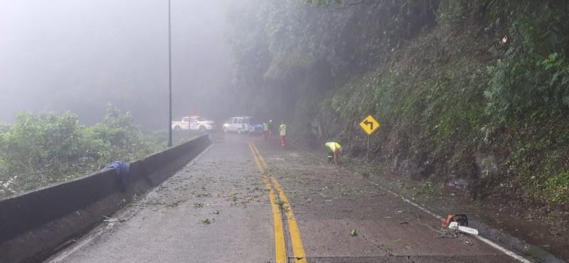 Trânsito flui normalmente após retirada de árvore da pista na Serra do Rio do Rastro