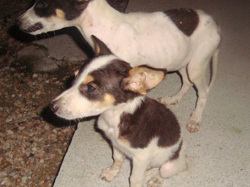Filhotes de cães abandonados