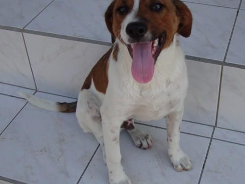 Doação de filhote