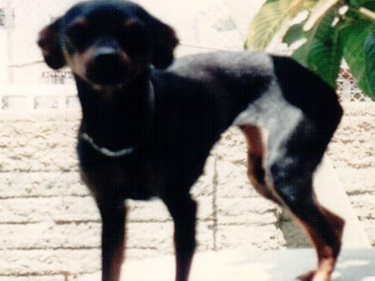 Labradores e gato resgatados, pincher segue desaparecida