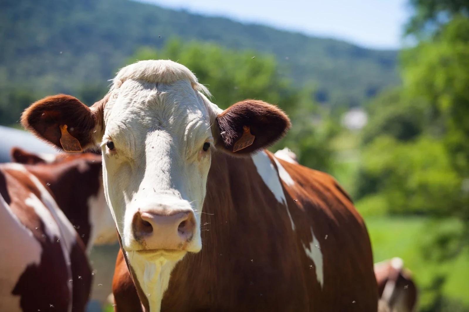 Sumiço de quatro vacas gera prejuízo de R$ 25 mil para produtor