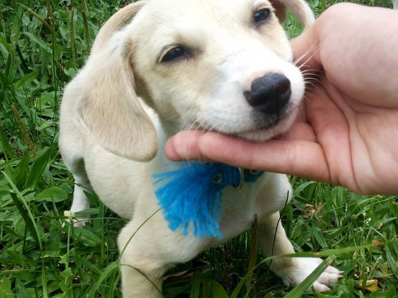 Animal encontrado no bairro Jardim Maristela