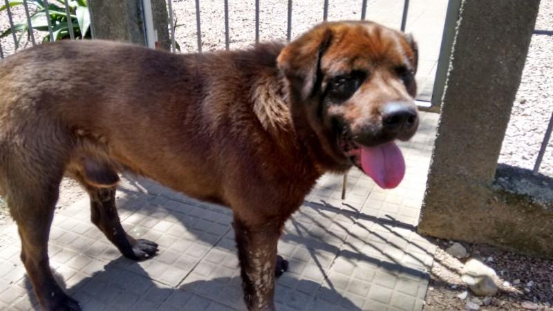 Animal encontrado no bairro Pio Correa