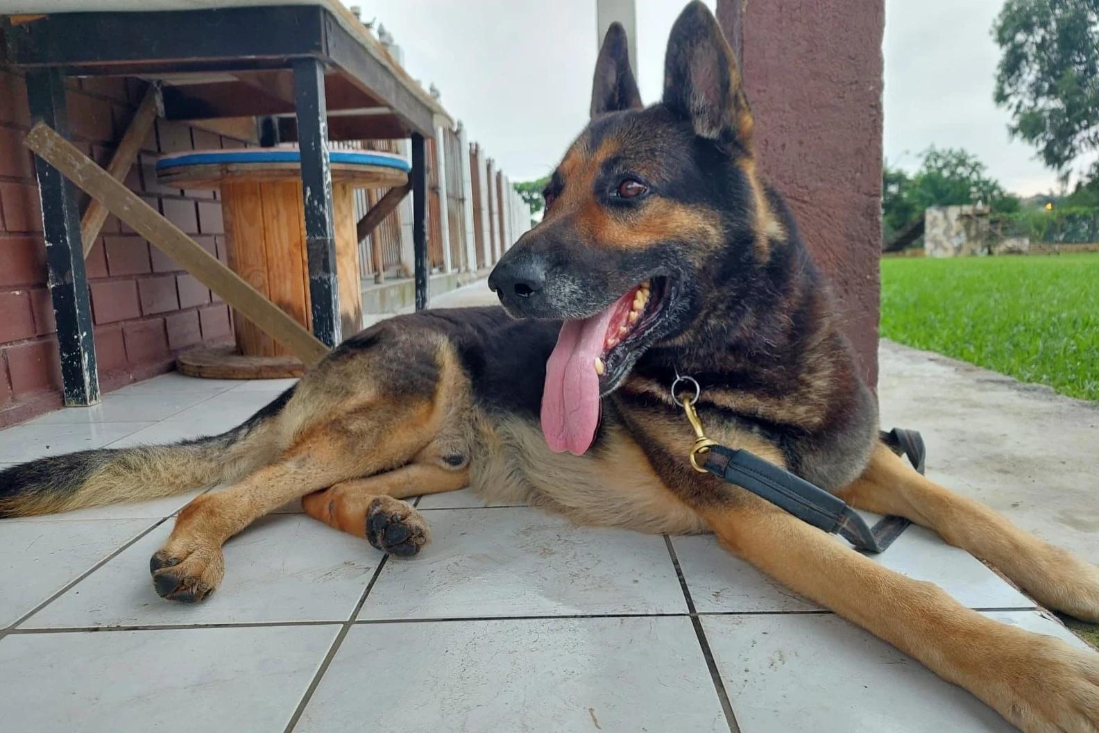 Morre cão da PM de Criciúma pioneiro no faro de explosivos