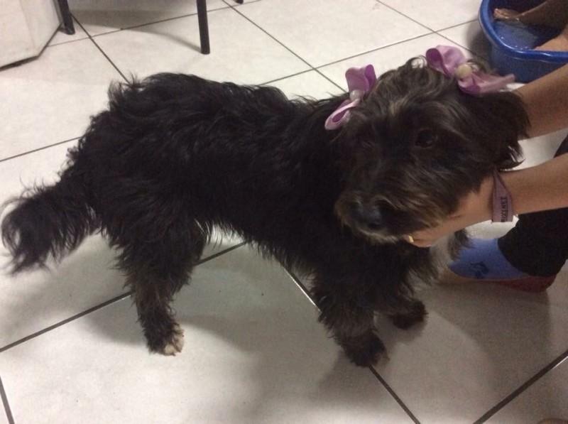 Animal encontrado no bairro Santa Luzia