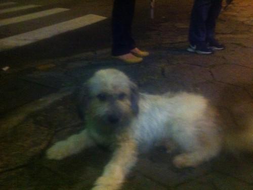 Cachorro perdido no Comerciário!