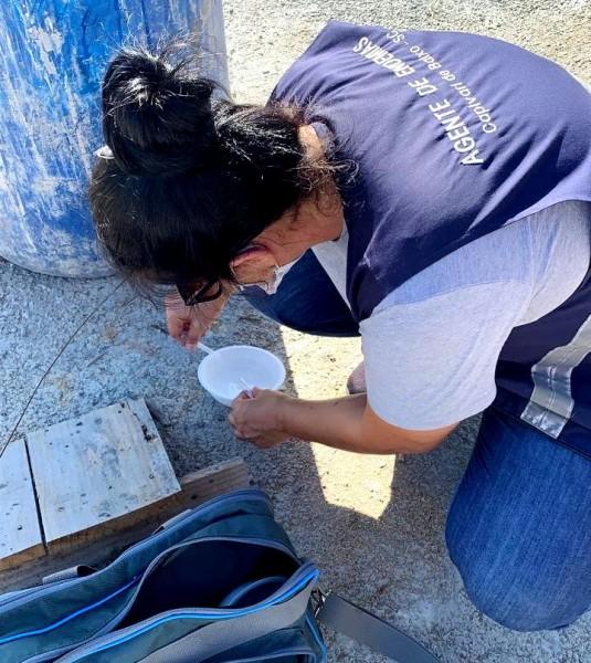 Primeiro foco do Aedes aegypti é encontrado em Capivari de Baixo