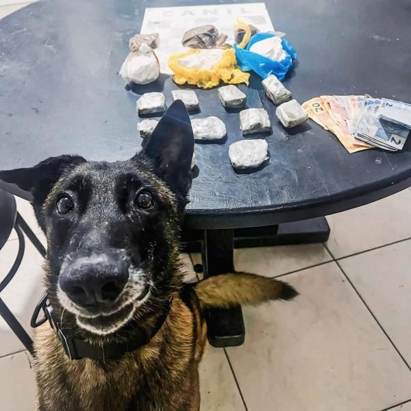 Com auxílio de cão farejador, PM apreende cocaína, crack e maconha em Tubarão