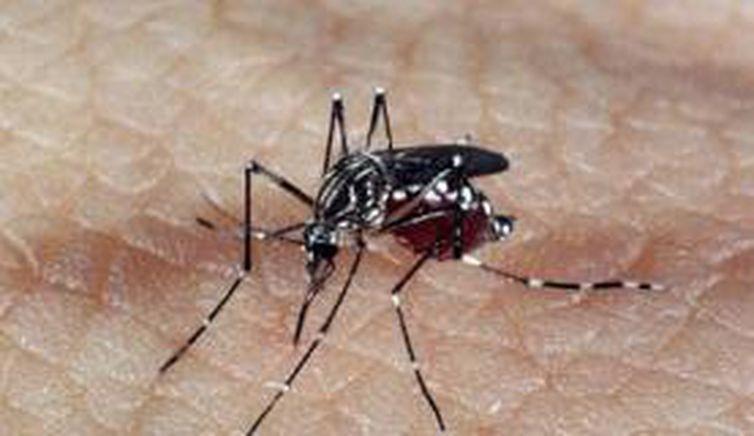 1.153 Municípios apresentam risco de surto para dengue, zika e chikungunya