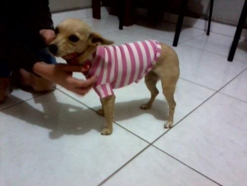 Cachorrinha sem dono encontrada no bairro Operária Nova, em Criciúma