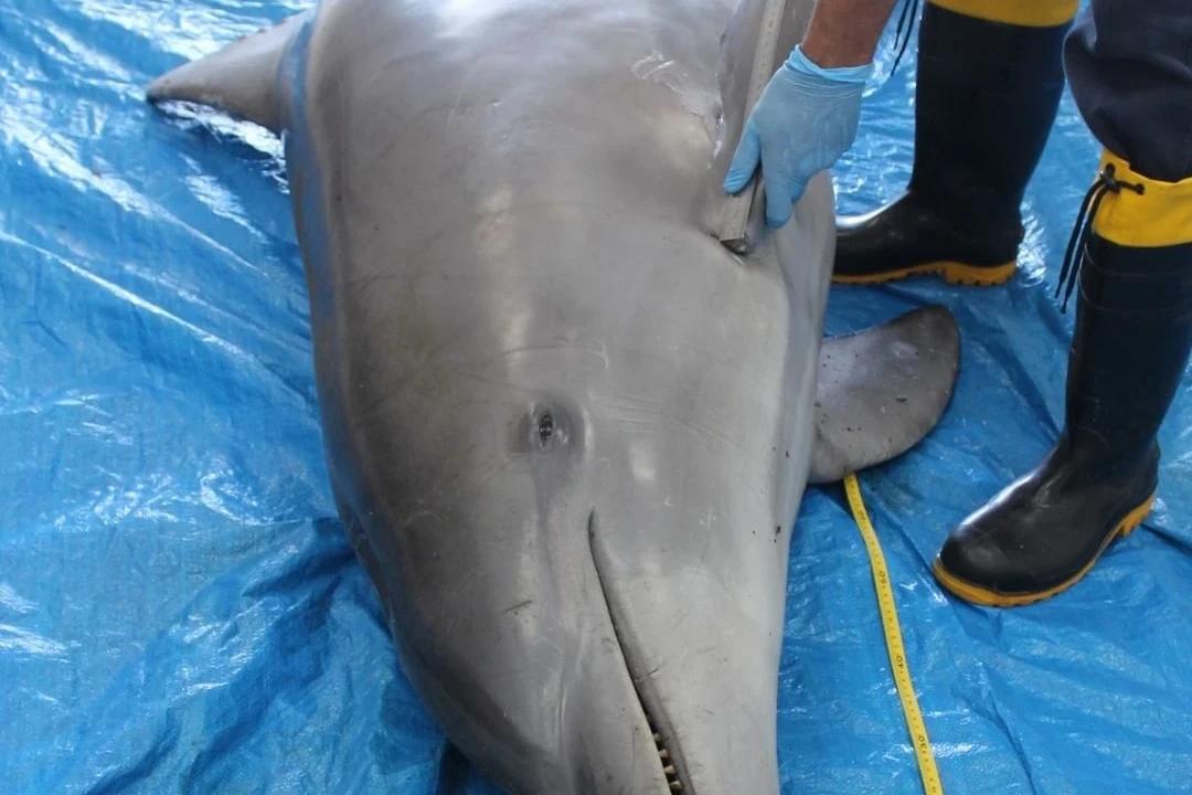 Laguna: golfinho é encontrado morto na região da Lagoa Santo Antônio dos Anjos