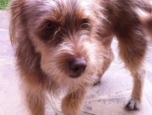 CACHORRO ENCONTRADO PRÓXIMO RODOVIÁRIA CRICIUMA