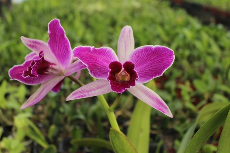Orquídeas estarão em evidência no Rincão em Flores