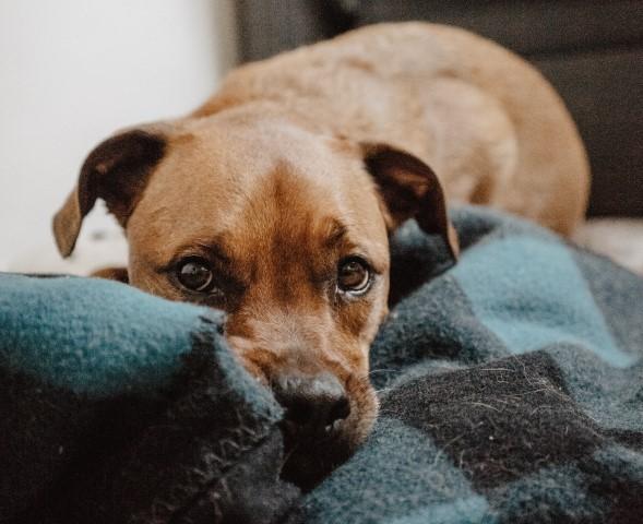 Com as chuvas de verão, saiba como proteger os pets do barulho de trovões