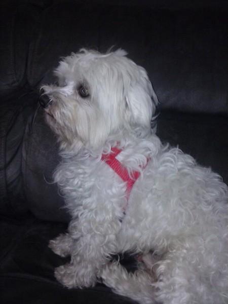 Animal encontrado no bairro Presidente Vargas