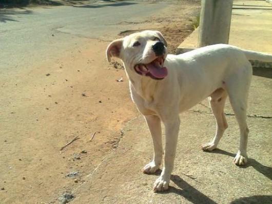 Pitbull foi adotado!