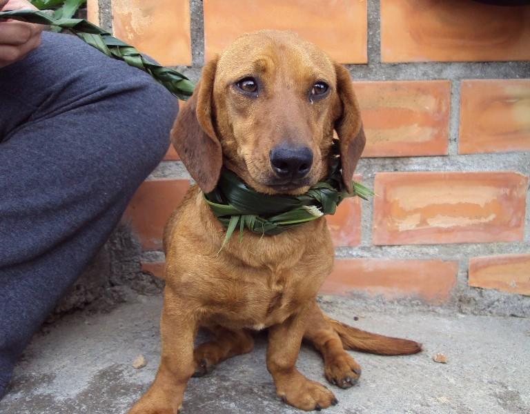 Animal é encontrado no bairro Presidente Vargas - Içara