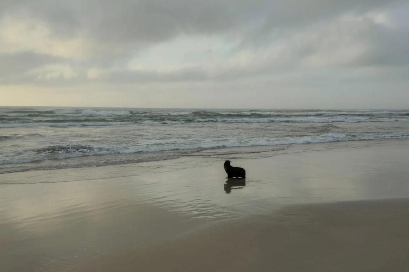 Vídeo: lobo-marinho é encontrado em Balneário Rincão