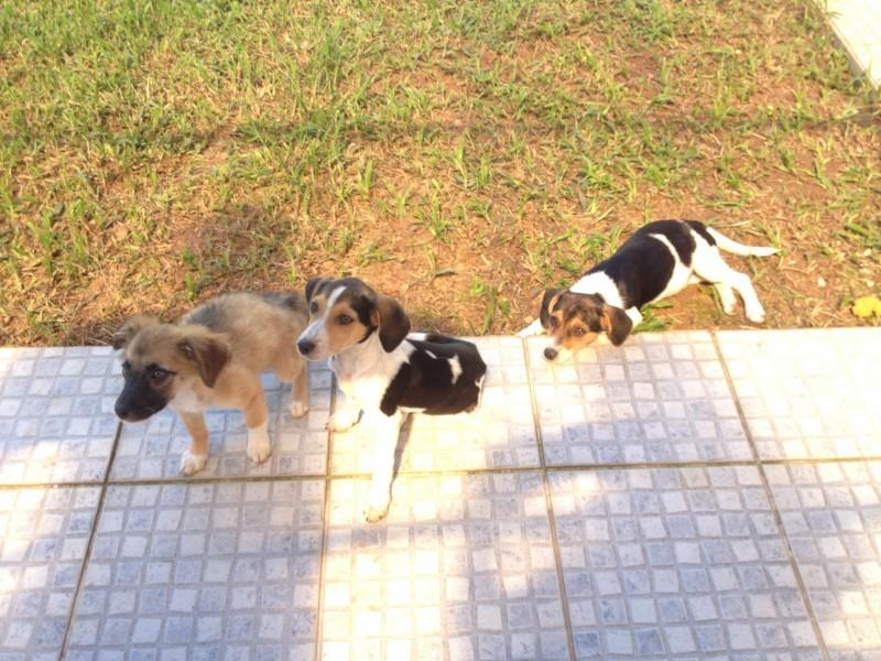 Animal para doação - Duas Fêmeas E Um Macho