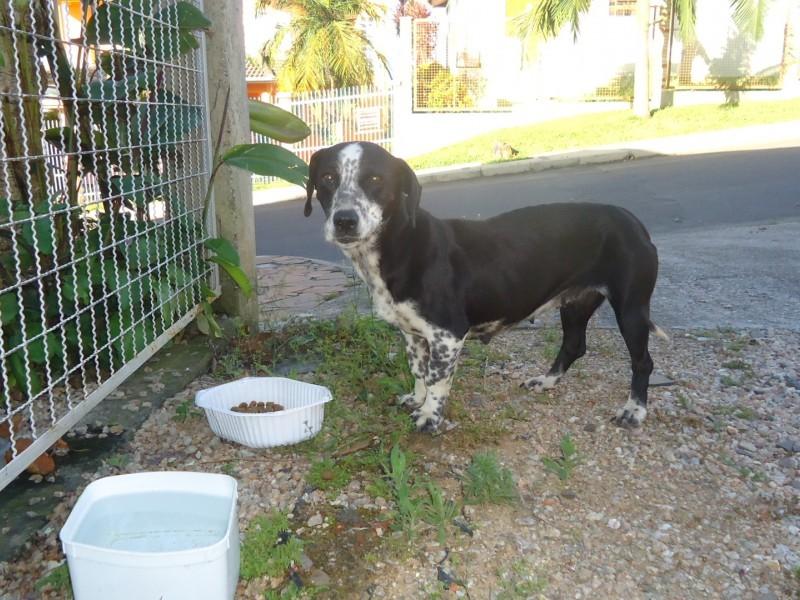 Animal encontrado no bairro Jardim Angélica